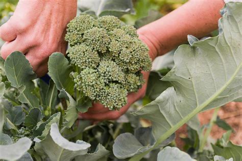 Broccoli Seeds: Nature's Magical Gift for Your Garden